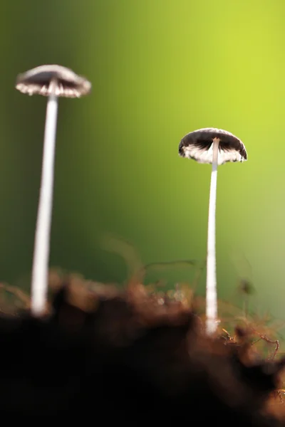 Pequeños hongos que crecen en el suelo . — Foto de Stock