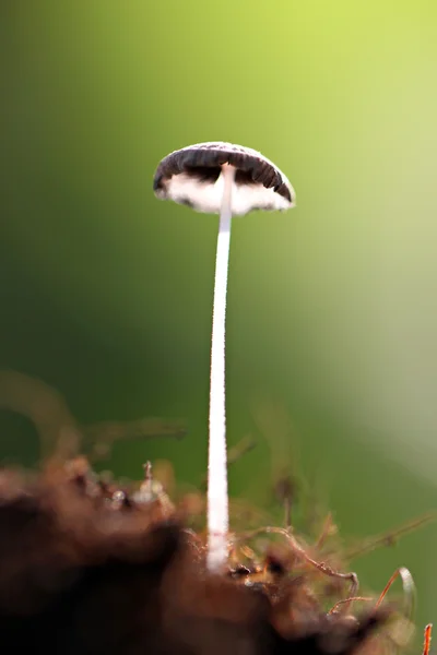 Pequeños hongos que crecen en el suelo . — Foto de Stock