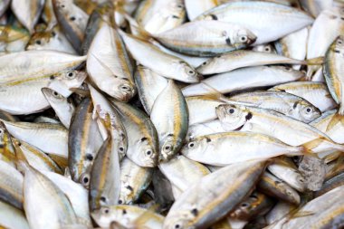 çok sarı trevally balık.