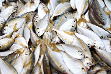 çok sarı trevally balık.