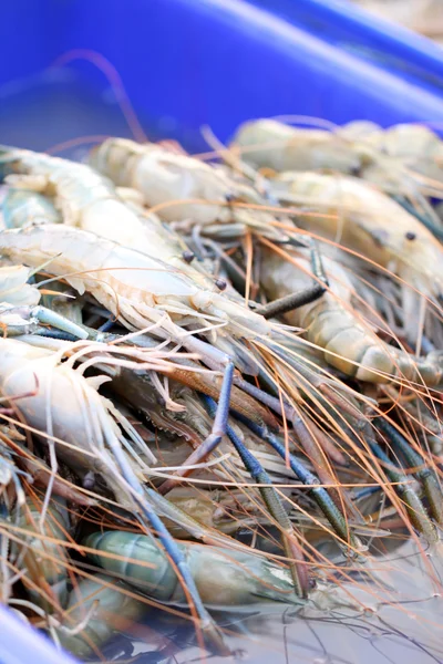 Molti gamberi giganti d'acqua dolce . — Foto Stock