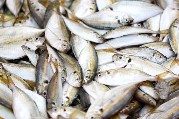Mnoho ryb žluté trevally. — Stock fotografie