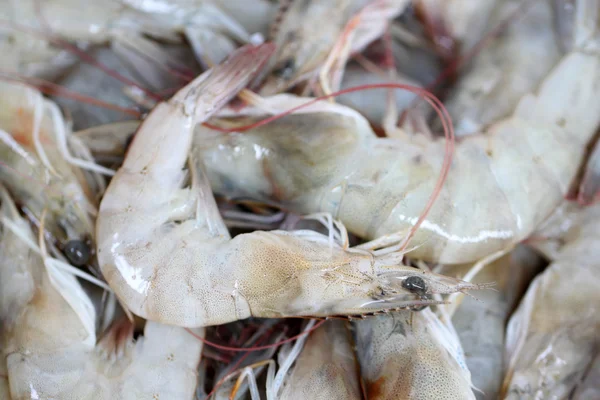 Close up of raw shrimps. — Stock Photo, Image