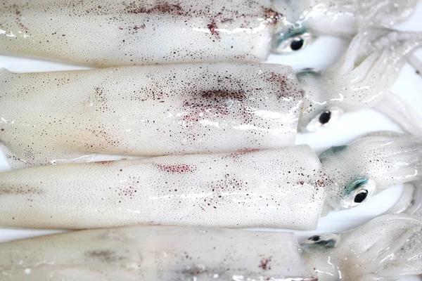 新鲜 loligo 寻常型鱿鱼海鲜的孤立. — 图库照片