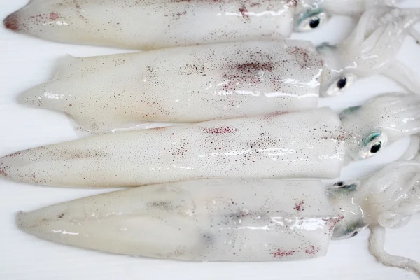 Čerstvé loligo vulgaris chobotnice se mořských izolovaných. — Stock fotografie