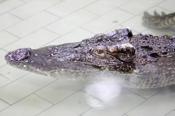 Słodkowodne krokodyle w stawie. — Zdjęcie stockowe