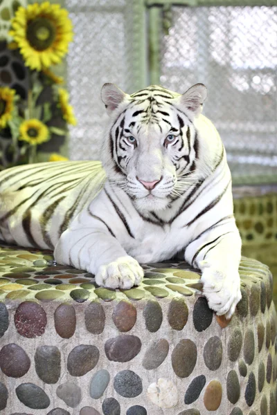 Tigre bianca in relax . — Foto Stock