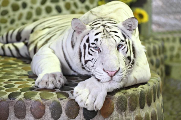 Tigre bianca in relax . — Foto Stock
