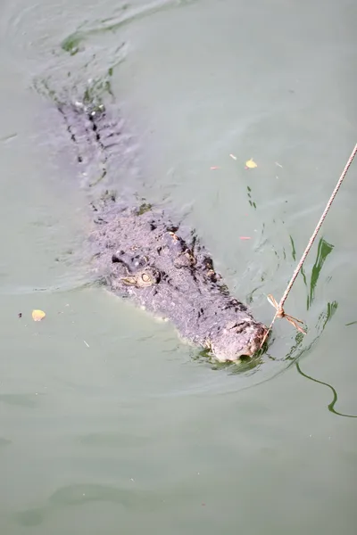 Feeding crocodiles. — Stock Photo, Image