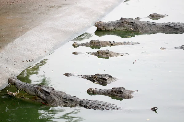 Viele Krokodile ruhen. — Stockfoto