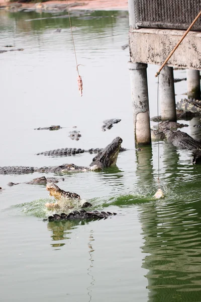 Alimentando os crocodilos . — Fotografia de Stock