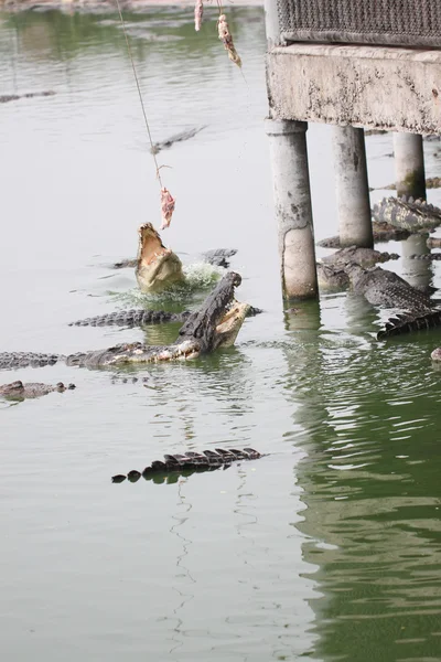 Fütterung der Krokodile. — Stockfoto
