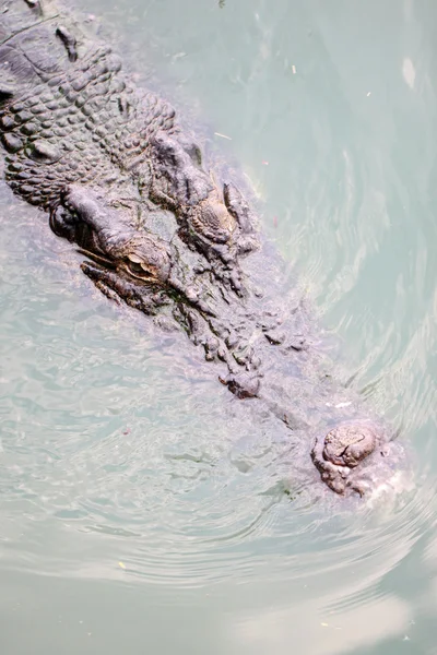 Huvudet av en krokodil. — Stockfoto