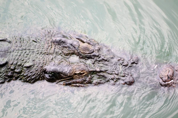 Kop van een krokodil. — Stockfoto