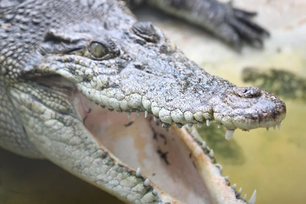 Hlava krokodýla pitné vody. — Stock fotografie