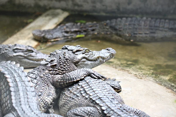 The crocodile freshwater while relax. — Stock Photo, Image
