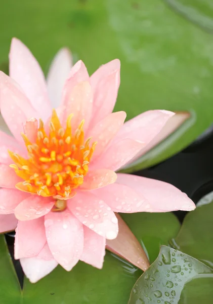 Makro kwiatów lotosu różowy i zielony liść. — Zdjęcie stockowe