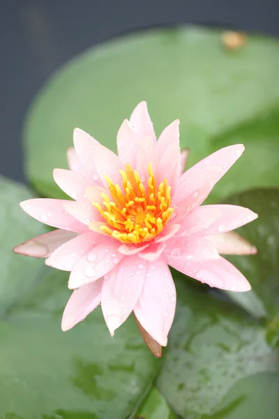 Makro kwiatów lotosu różowy i zielony liść. — Zdjęcie stockowe