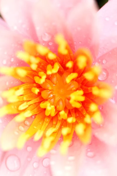 Macro pink lotus blossoms. — Stock Photo, Image