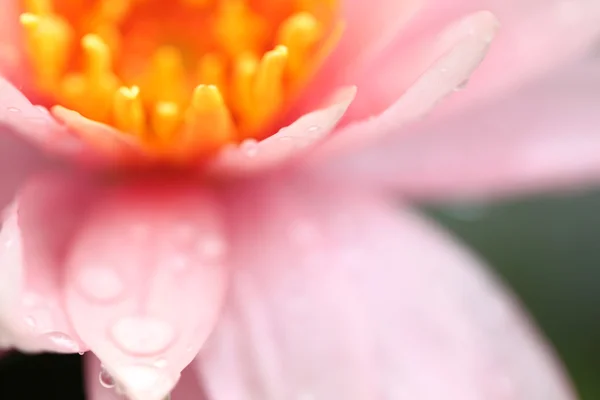 Makro kwiatów lotosu różowy. — Zdjęcie stockowe