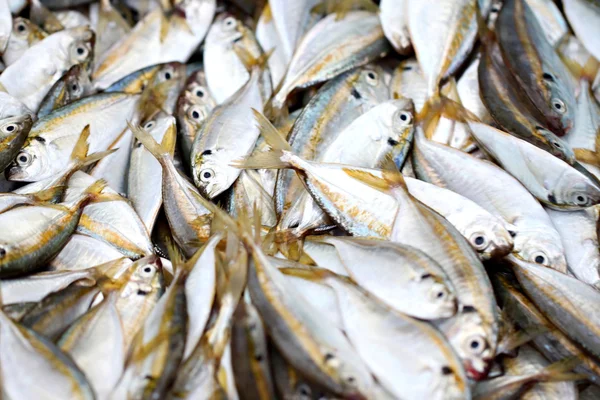 Muchos peces trevalmente amarillos . — Foto de Stock