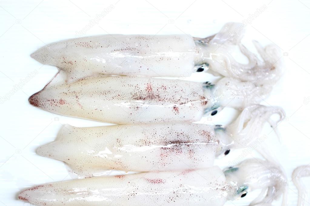 Fresh Loligo vulgaris squid seafood of isolated.