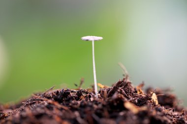 yerdeki küçük mantar.