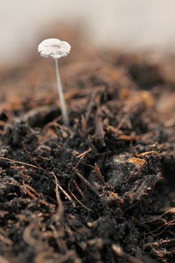 yerdeki küçük mantar.