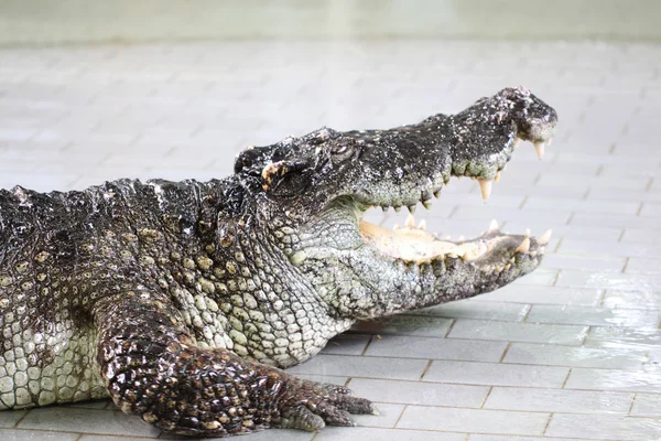 Krokodil auf Bauernhof. — Stockfoto