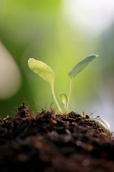 Seedlings of vegetables on the ground. — Stock Photo, Image