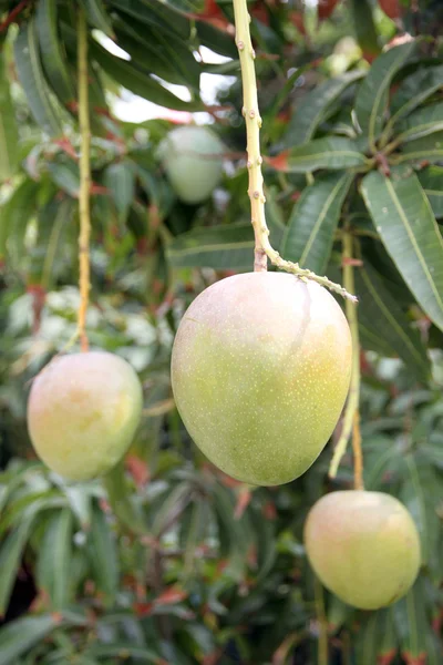 Grüne Mangos auf den Bäumen in Obstplantagen. — Stockfoto