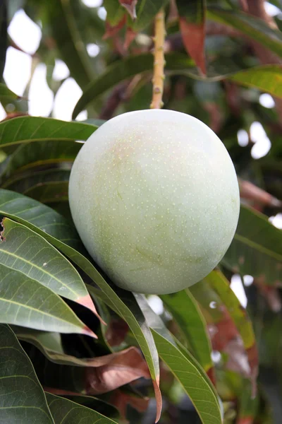 Grönt mango på träden i fruktodlingar. — Stockfoto