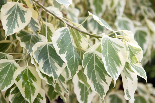 Euonymus fortunei,The tree of two color on leaves. — Stock Photo, Image