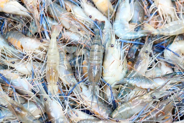 Camarões frescos no mercado de frutos do mar . — Fotografia de Stock