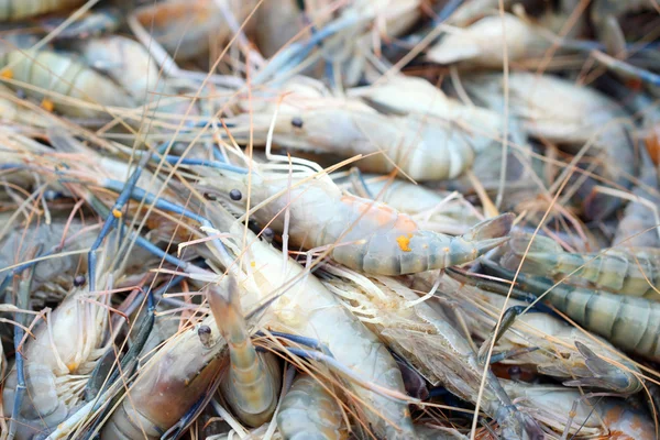 Camarões frescos no mercado de frutos do mar . — Fotografia de Stock