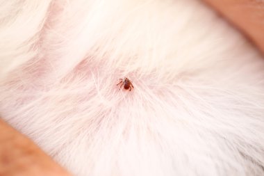 köpek keneler kadar yakın.