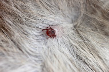 close up the dog ticks. clipart