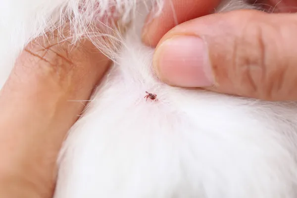 Close up the dog ticks. — Stock Photo, Image