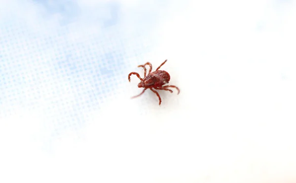 Close up the ticks. — Stock Photo, Image