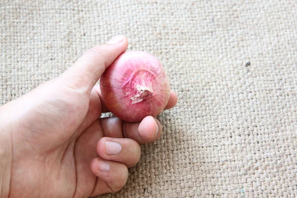 Овощи из лука или лука в руке на мешковине . — стоковое фото
