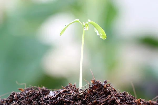 Seedlings of vegetables that growth. — Stock Photo, Image