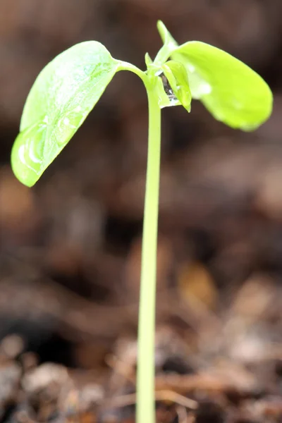 Plantor av grönsaker att tillväxten. — Stockfoto