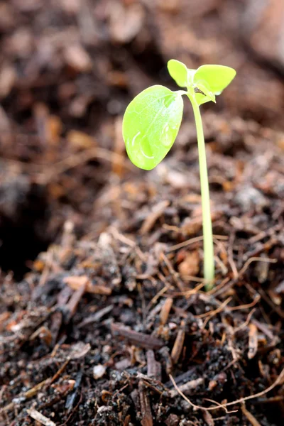 Seedlings of vegetables that growth. — Stock Photo, Image