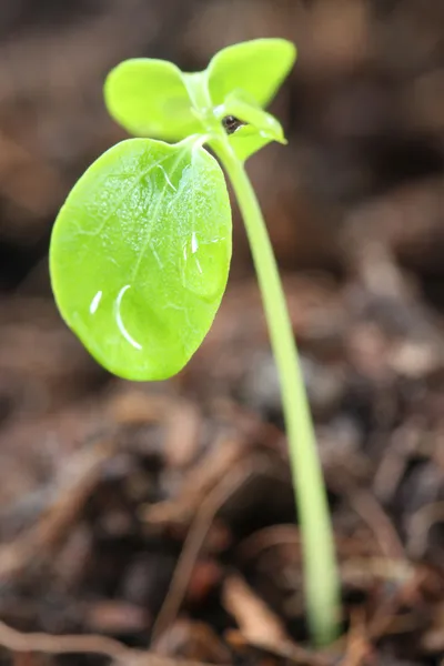 Seedlings of vegetables that growth. — Stock Photo, Image