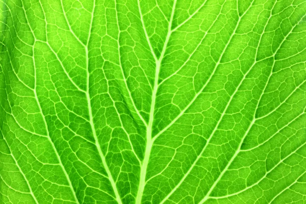 Mönster av gröna blad i ett makro. — Stockfoto