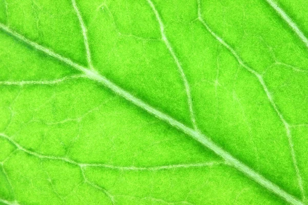 Modèle de feuilles vertes dans une macro . — Photo