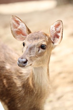 Genç geyik çiftliği.