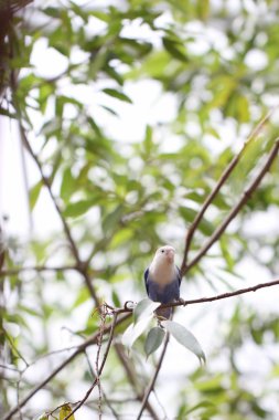 muhabbet kuşu veya ağaç dalı papağan.