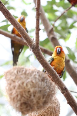 muhabbet kuşu veya ağaç dalı papağan.