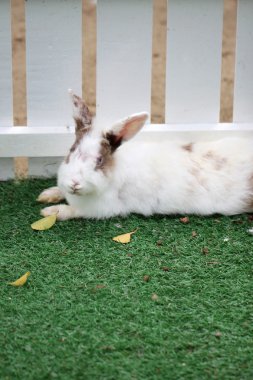 tavşan kürk çimenlerin üzerinde kabarık beyaz.